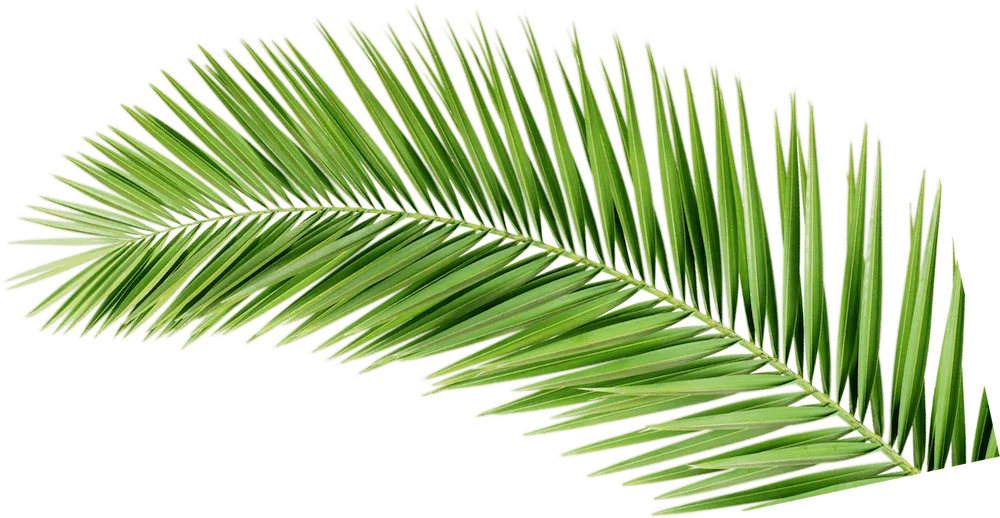 Palm leaf