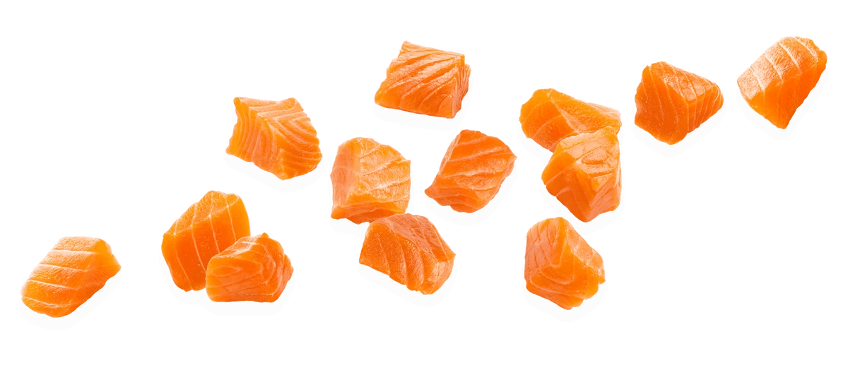 Salmon